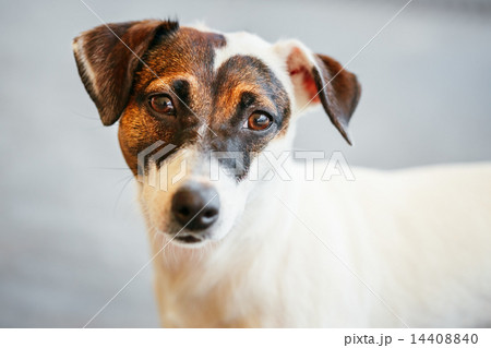 Dog jack russel terrier 14408840
