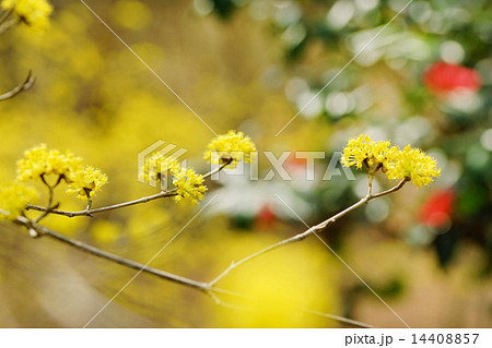 サンシュユの花 14408857