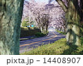 桜並木 14408907
