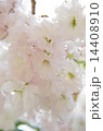 八重桜　 14408910