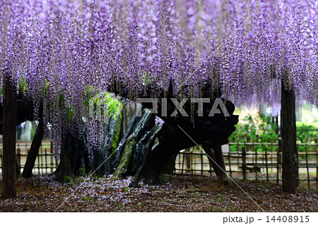 パープルカーテン 1 パープルカーテン 1 14408915