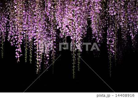 パープルカーテン　２ 14408916