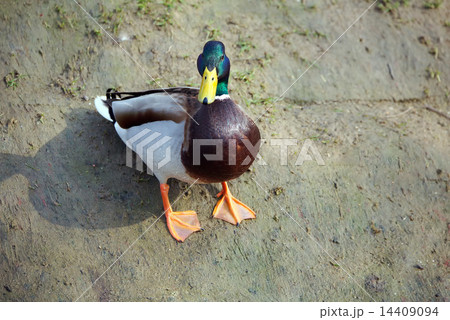 cute mallard 14409094