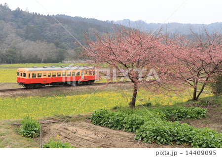 小湊鐵道「河津桜と石神の菜の花畑」 14409095
