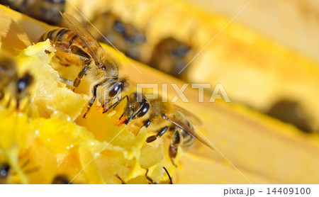 Macro shot of bees Macro shot of bees 14409100
