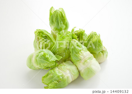 つぼみ菜 14409132