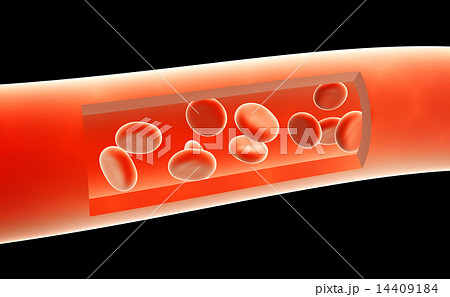 Erythrocytes, floating on an artery Erythrocytes, floating on an artery 14409184
