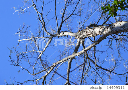 トウカエデ（唐楓） 14409311