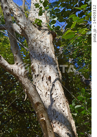 トウカエデ（唐楓） 14409312