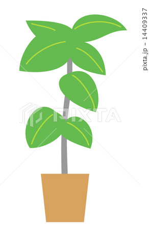 観葉植物 14409337