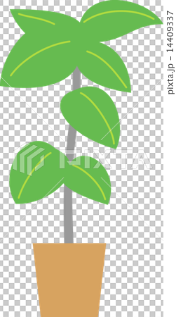 観葉植物 14409337