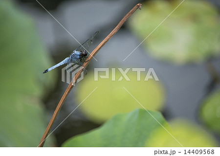 シオカラトンボ シオカラトンボ 14409568
