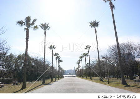 やしの木の散歩道 やしの木の散歩道 14409575