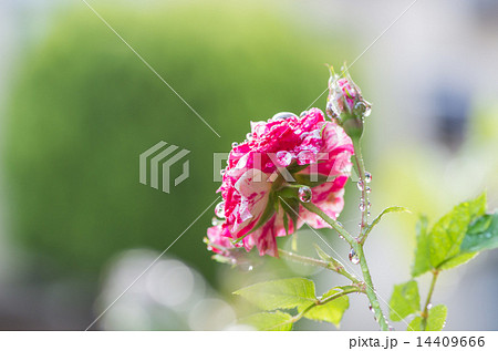 紅白のミニバラ 14409666