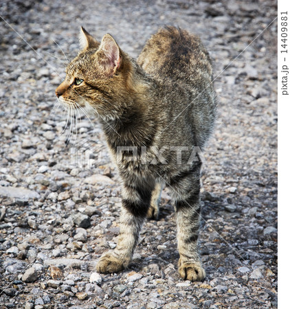 Domestic cat 14409881