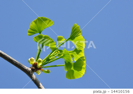 銀杏の若葉 銀杏の若葉 14410156