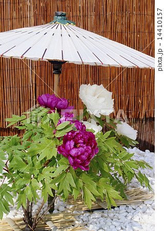 冬牡丹  冬牡丹  14410157