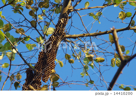 Wasp's nest Wasp's nest 14410200