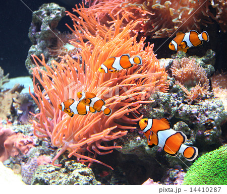 Sea anemone and clown fish Sea anemone and clown fish 14410287
