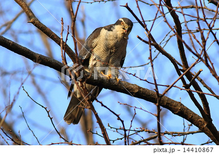オオタカ⑤ 14410867