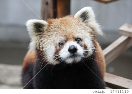 動物 動物 14411119
