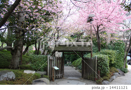 八芳園　木戸門の河津桜　東京都港区白金台 14411121