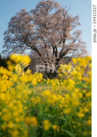 菜の花と千鳥別尺のヤマザクラ 菜の花と千鳥別尺のヤマザクラ 14411327