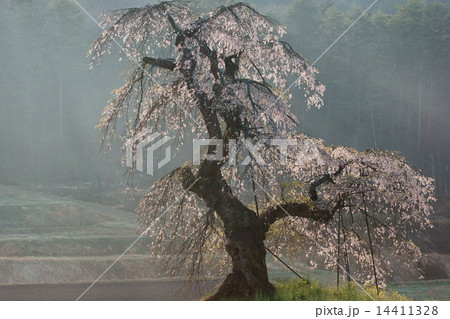 朝靄と長沢のしだれ桜 14411328