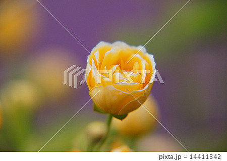 ヤマブキ ヤマブキ 14411342