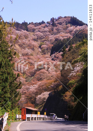 吉野山（奈良）上千本　満開の桜 14411633