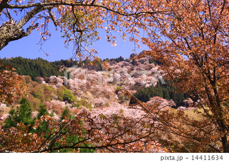 吉野山（奈良）上千本　満開の桜 14411634