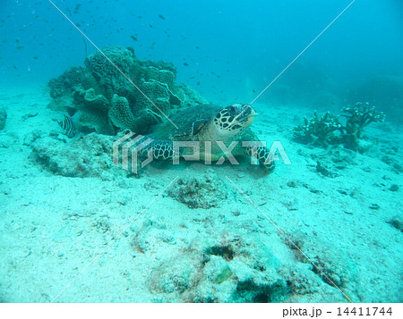 タイ・タオ島のウミガメ 14411744