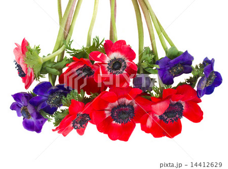 anemone flowers anemone flowers 14412629