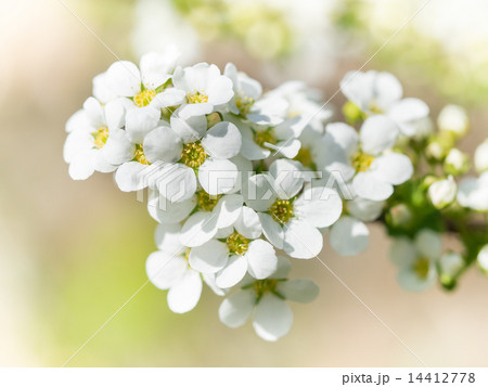 白い小花の枝が揺れる雪柳 白い小花の枝が揺れる雪柳 14412778