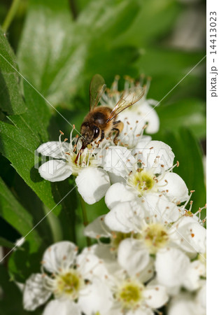 Bee on blooming whitethorn Bee on blooming whitethorn 14413023