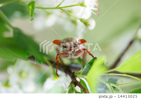 May bug on blooming tree May bug on blooming tree 14413025