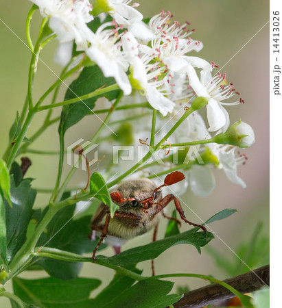 Cockchafer under whitethorn flowers Cockchafer under whitethorn flowers 14413026