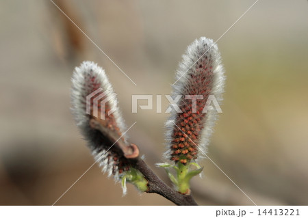 ネコヤナギのうぶ毛 ネコヤナギのうぶ毛 14413221