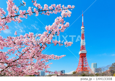 芝公園の満開のサトザクラと東京タワー 14413308