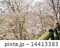 吉野山の桜 14413383