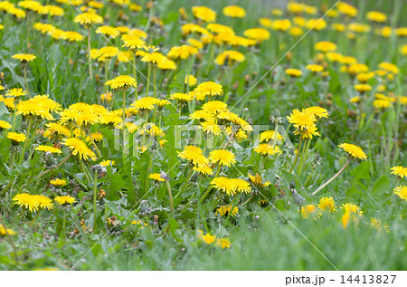 Yellow Dandelion Field 14413827