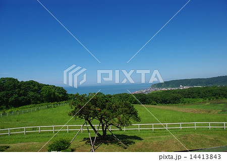 この木なんの木 この木なんの木 14413843