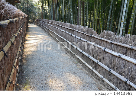 竹林･垣根（偕楽園／茨城県水戸市見川） 14413965