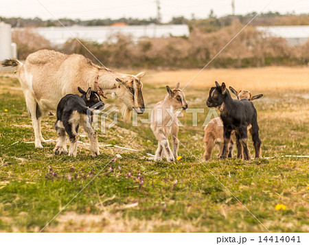 さかいさんちの山羊親子 さかいさんちの山羊親子 14414041