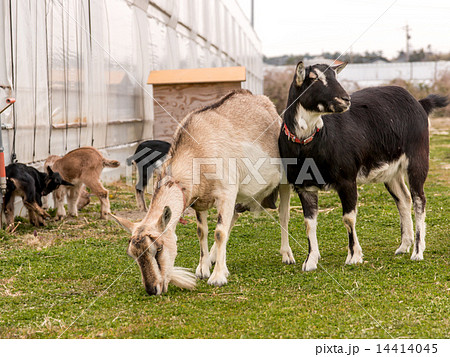 さかいさんちの山羊親子 14414045