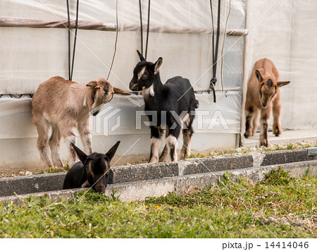 仔山羊 仔山羊 14414046