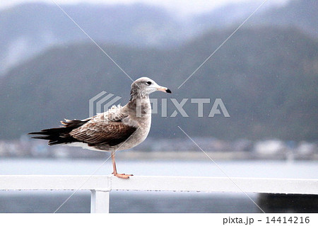 かもめと船 かもめと船 14414216