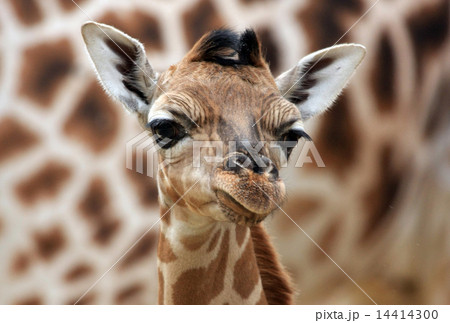 Young Giraffe 14414300