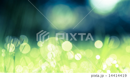 Green grass with drops of morning water Green grass with drops of morning water 14414419
