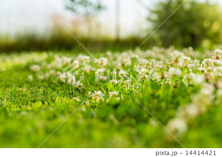Green grass with clover in bloom 14414421